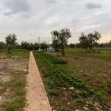 dove ogni mattina � possibile comprare prodotti agricoli a km0. 
